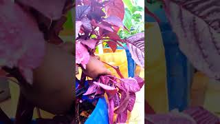 சிவப்பு  கீரை Cultivation | Red Spinach | Lal Saag