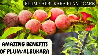 ఆల్ బుక్కరా మొక్క గురించి tips మీకోసం |plum fruit plant care | albukara fruit plant benefits