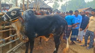 @আজ ৩ মার্চ২৫ | খামার উপযোগী শাহীওয়াল জাতের ষাড় গরুর বেচা-কেনা দিনাজপুরের আমবাড়ী হাটে?