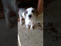 Cuccioli Cani Taglia Media maschi femmine in regalo video 4