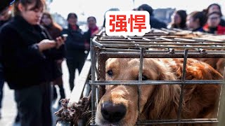 土狗有多强悍，少数个体能完胜斗犬霸主比特