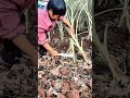 harvesting tall plants with a sickle