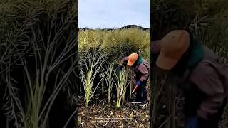 Harvesting tall plants with a sickle