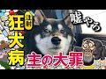 狂犬病注射で主への怨みが凄い柴犬