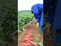 Sweet potato harvest ( thu hoạch khoai lang)|| TNT SUN