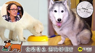 【天后寵物醫院特約 整全療法知多啲】食療養生 貓狗都得！？