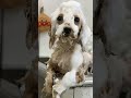 トリミング ちょっと怖い トイプードルの子犬 toy poodle puppy grooming shorts