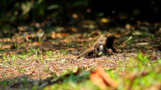 White-necked Laughingthrush / นกกะรางอกสีน้ำตาลไหม้