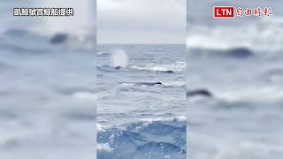 宜蘭龜山島海域「潛水艇」出沒？ 原來這種龐然大物現蹤(凱鯨號賞鯨船提供)