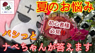 初心者様必見‼️【夏のお悩み】バシっと解決します🐻これで秋バラ大丈夫😊