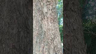 Amazing Skin of a Narra Tree 😮🌳