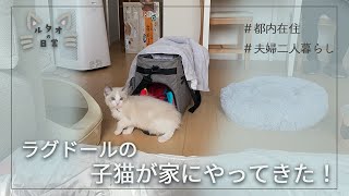 子猫を家族にお迎えしました！が、５時間ソファの下に・・・お迎え初日の様子【ラグドール子猫】