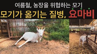 [뇌척수사상충증(요마비)] 🚨산양이 요마비에 걸렸어요🚨 모기에게 물리면 신경이 마비되는 무서운 질병, 요마비! 농장주 여러부운~~ 여름철 모기 조심하세요!! 📢