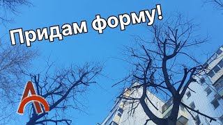 Формовочная обрезка лип и не только профессиональным арбористом. Арбочок придает форму!