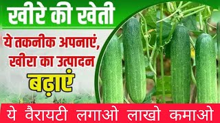 VNR Krish Cucumber Hybrid Seeds | खीरा की खेती किसान ने किया जोरदार | VNR क्रिश खीरा | खीरा की दवाई