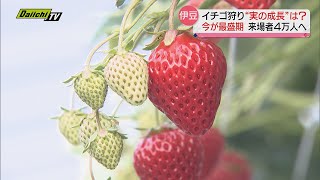 シーズン最盛期迎えたイチゴ狩り…暮れに‟実の成長遅れ”が懸念されるも現在は？（静岡・伊豆の国市）