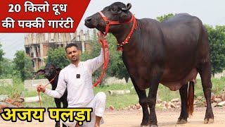 अजय पलड़ा की धमाकेदार झोटीया, 20 किलो दूध की पक्की गारंटी | Rajput Dairy Farm (9953460202)