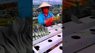 Amazing Hydroponic Vegetables #satisfying #short #shot #shortvideo #shorts #agriculture