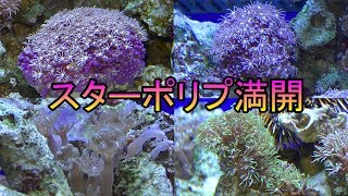 海水水槽のスターポリプが満開になる光景‼