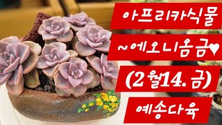 아프리카식물 ~에오니옴금♡               (2월14.금) 예송다육