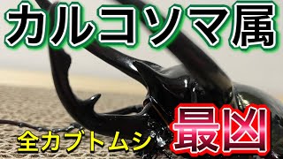 【昆虫バトル分析】最凶のカブトムシ　カルコソマ属　強さ　戦闘能力徹底解説(コーカサスオオカブト アトラスオオカブト)【たっカブ】