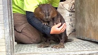 【トリアスふれあい動物園】ちびっこビーバー小屋に大集合/American beaver