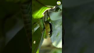 #shorts பச்சை பாம்பு/Green snake in Garden #shortvideo #youtubeshorts @EasyGardeningTamil