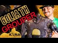 Best Spear Fishing Suit - Waihana Goliath Grouper Wetsuit | Kona Freedivers