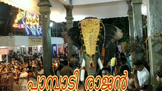 ഗജരാജ പ്രജാപതി പാമ്പാടി രാജൻ. Chellamangalam pooram 2020.