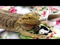 【購入品紹介】anberペット流動食用シリンジ☆フトアゴヒゲトカゲおちょこさん beardeddragon