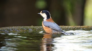 権現山バードサンクチュアリのヤマガラの水浴び　その１２（4K60P動画）