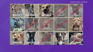 9 dogs at IACS still need adopted to avoid euthanasia