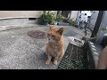 片目を失った猫と遊んでたら手を食べようとしてきたw