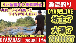 釣りLIVE配信中！アクアリストが渓流釣りでニジマスを地下水槽部屋にテイクアウト⁈【初見歓迎】渓流釣り雑談配信／アクアリウム、渓流魚、渓流釣り【地下リウム】20200827