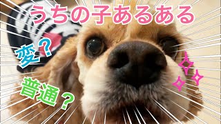 【わんこ日記】うちの子あるある【アメリカンコッカースパニエル】