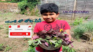 🇬🇧 యూకే లో తోట పని/Uk gardening