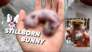 Rabbit’s first STILL BORN baby D: ~ I preserved it.