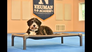 Murphy (Bernedoodle) Boot Camp Dog Training Video Demonstration
