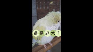 誰是老大？【#鸚鵡 #寵物 #和尚鸚鵡 |黃和尚鸚鵡|藍和尚鸚鵡|parrots|monk parakeet】