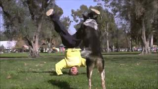 Alex And Jumpy The Parkour Dog