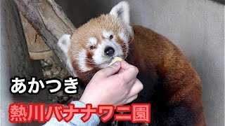 ニシレッサーパンダ　あかつきくん　リンゴもらいながら撫でられています【熱川バナナワニ園】Red panda Akarsuki-kun Atadawa Banana Crocodile Park