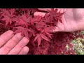 twomblys red sentinel japanese maple japanese maples