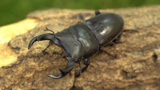 クワガタ・カブトムシ飼育用品通販｜月夜野きのこ園　国産オオクワガタ紹介