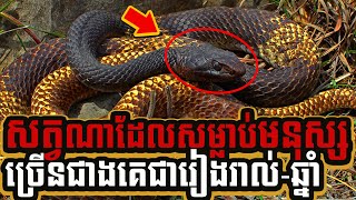 តើសត្វណាដែលសម្លាប់មនុស្សច្រើនជាងគេជារៀងរាល់ឆ្នាំ?