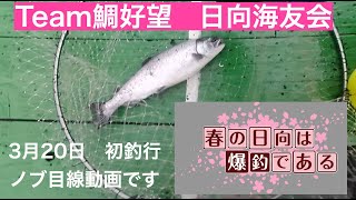 Team鯛好望　日向海友会　春の日向は爆釣である　今シーズン初の日向での釣りの模様をノブ目線でお届けします