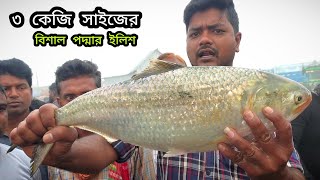 ৩ কেজি সাইজের বিশাল রাজা ইলিশ মাছ কত টাকা বিক্রি হলো দেখুন | big padma ilisha fish price in bd