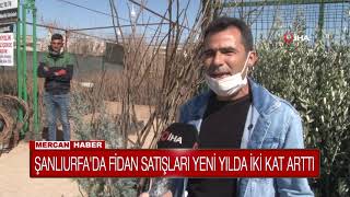 ŞANLIURFA'DA FİDAN SATIŞLARI YENİ YILDA İKİ KAT ARTTI