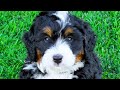 Bernedoodle - Top 10 Pro's and Cons of Owning a Bernedoodle