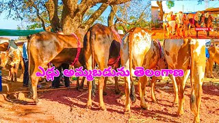 కంకోల్ అంగడి (సంత) తెలంగాణ 🐂 kamkole market telangana 🕊️ bulls for sale