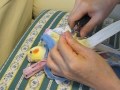 オカメインコ　ピカちゃんの爪切り